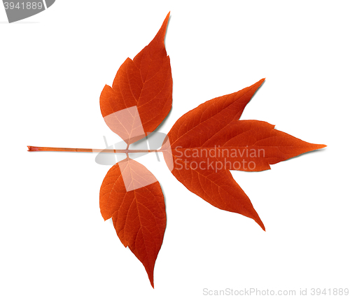 Image of Red autumn leaf