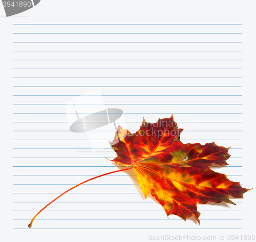 Image of Multicolor autumn maple-leaf and notebook paper