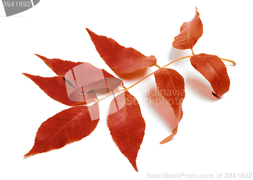 Image of Autumnal leaf on white