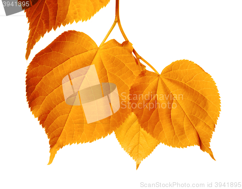Image of Autumnal sunlight leafs 