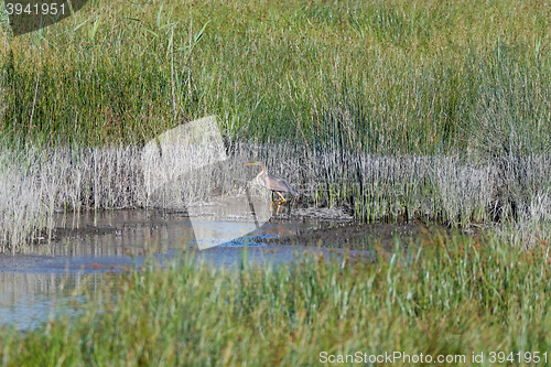 Image of Reddish Egret