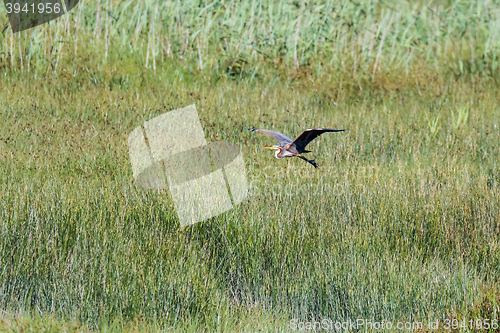 Image of Reddish Egret