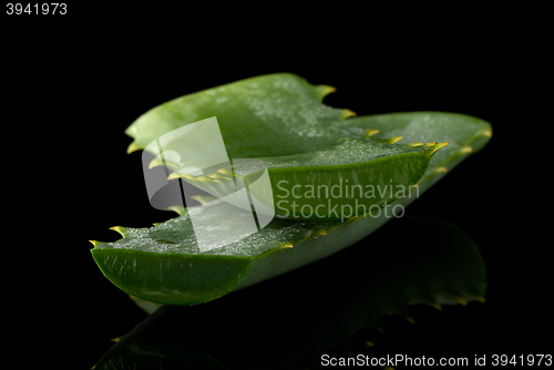 Image of Sliced aloe leaf