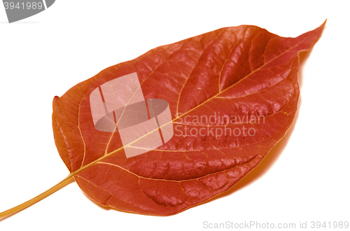 Image of Autumn leaf isolated on white