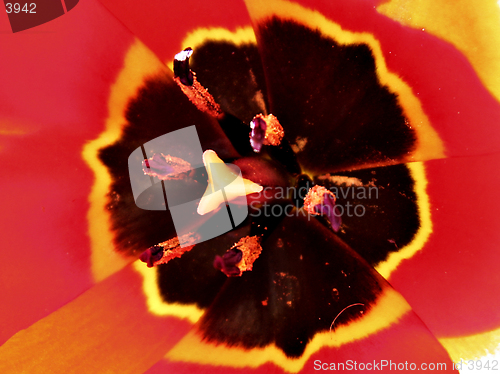 Image of Abstract tulip