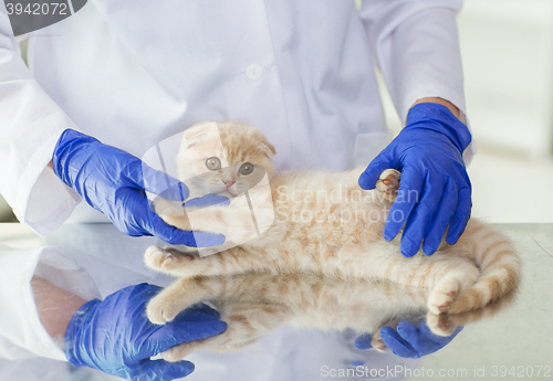 Image of close up of vet with scottish kitten at clinic