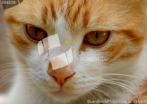 Image of Cat