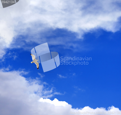 Image of Seagull hover in blue sky with clouds