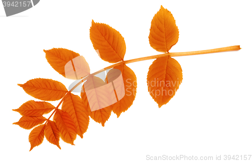 Image of Autumnal leaf isolated on white 