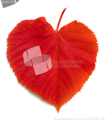 Image of Red leaf on white
