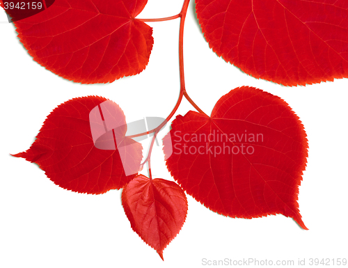 Image of Red linden-tree leafs