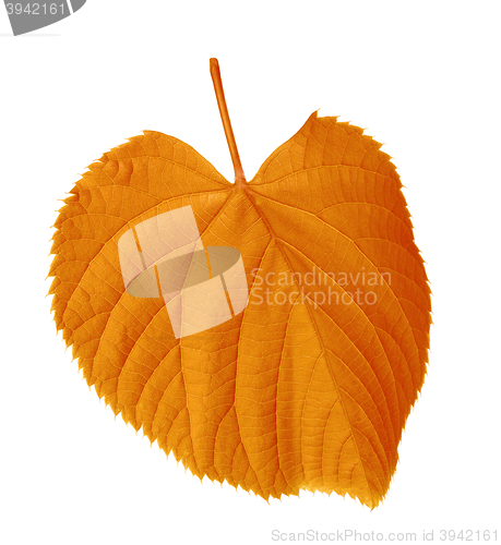 Image of Autumn tilia leaf