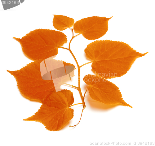 Image of Autumnal tilia leafs 