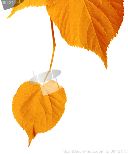 Image of Autumn tilia leafs isolated on white
