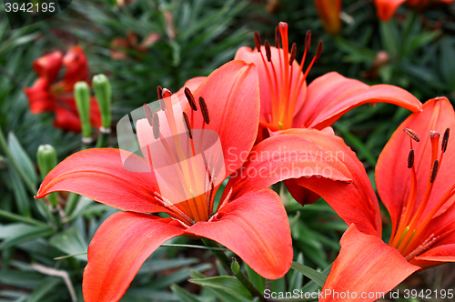 Image of beautiful red flowers