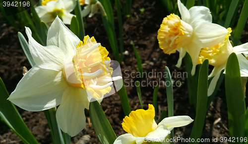 Image of Closeup of beautiful Narcissus