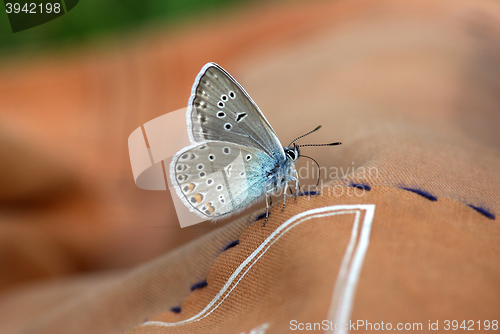 Image of Close up of Beautiful butterfly 