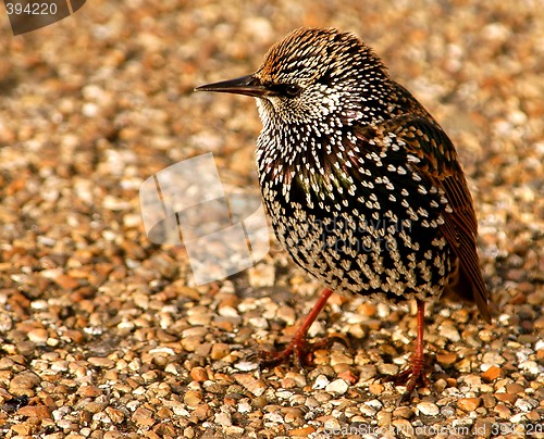 Image of Starling