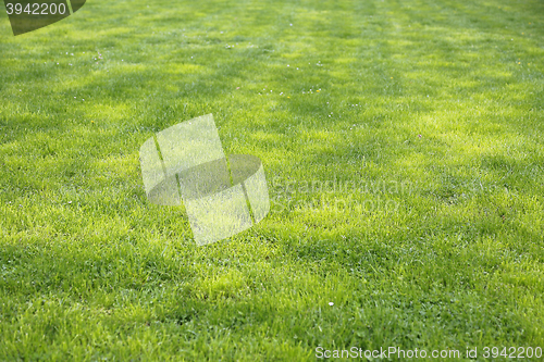 Image of Natural green lawn background