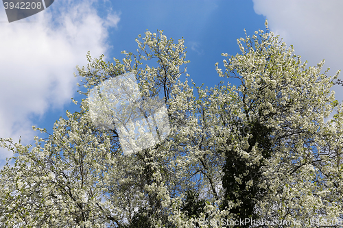 Image of Spring flowering tree