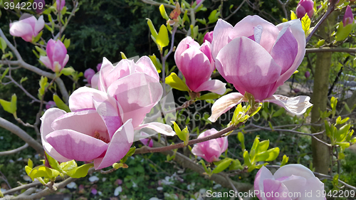 Image of Beautiful flowers of magnolia  
