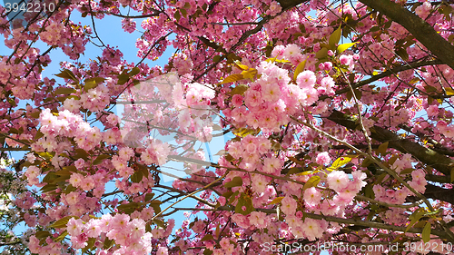 Image of Beautiful flowers of japanese cherry blossom