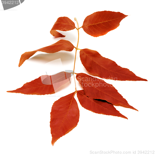 Image of Red autumnal leaf on white 