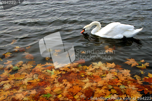 Image of Swan