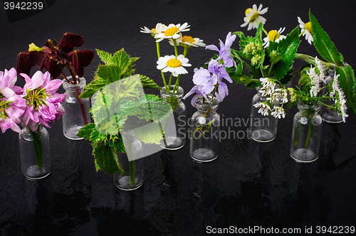 Image of Jars with plants