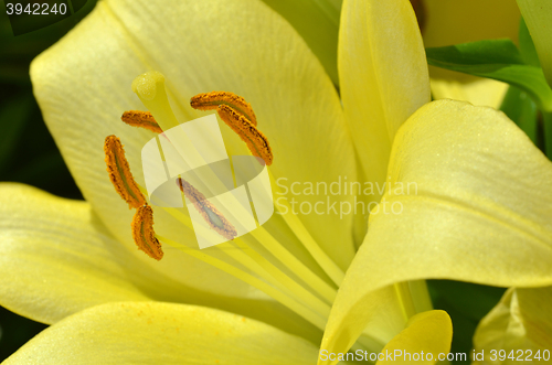 Image of Beautiful lily growing in garden