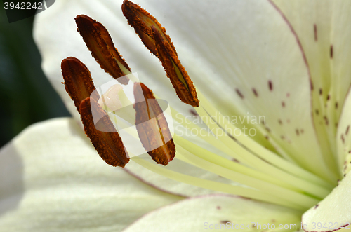 Image of Beautiful lily growing in garden