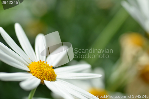 Image of White chamomile flower macro