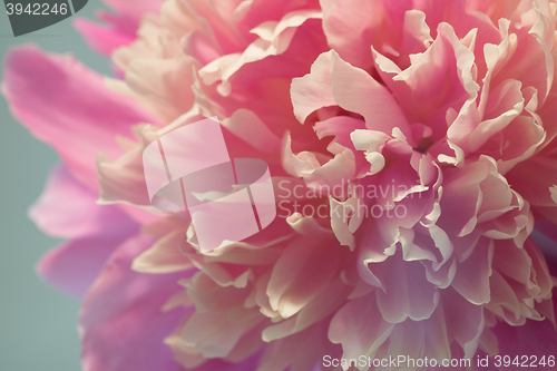 Image of Pink peony macro