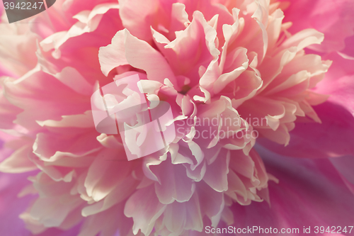 Image of Pink peony macro