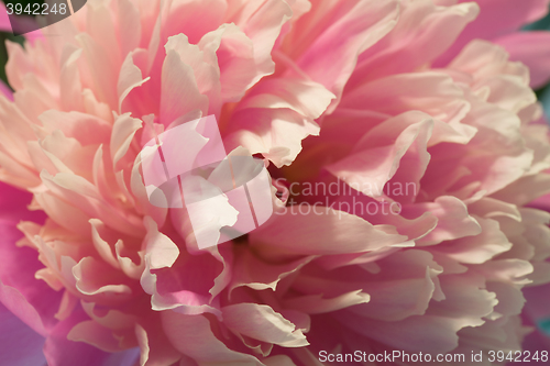 Image of Pink peony macro