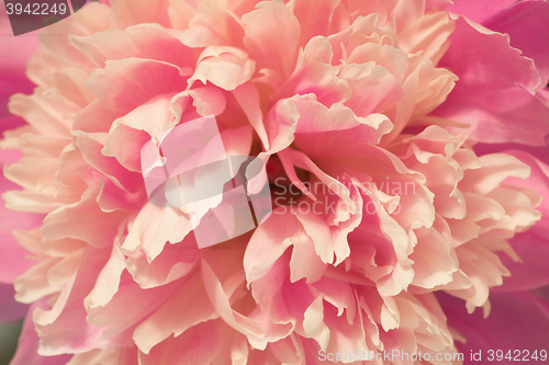 Image of Pink peony macro