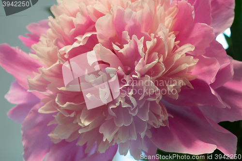 Image of Pink peony macro