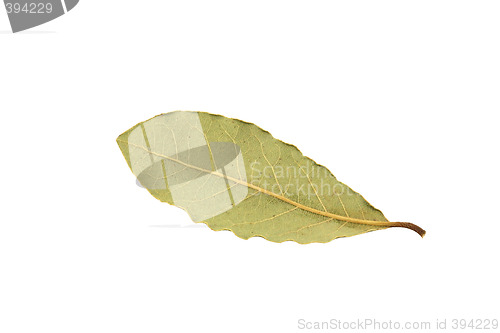 Image of Dry bay leaf