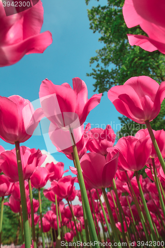 Image of Tulip field in Keukenhof Gardens, Lisse, Netherlands