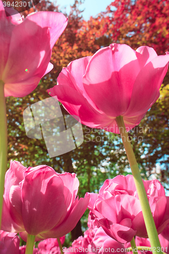 Image of Tulip field in Keukenhof Gardens, Lisse, Netherlands