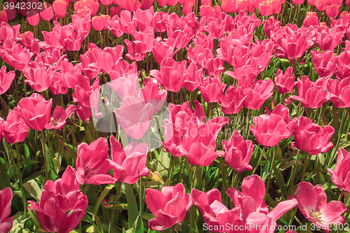 Image of Tulip field in Keukenhof Gardens, Lisse, Netherlands