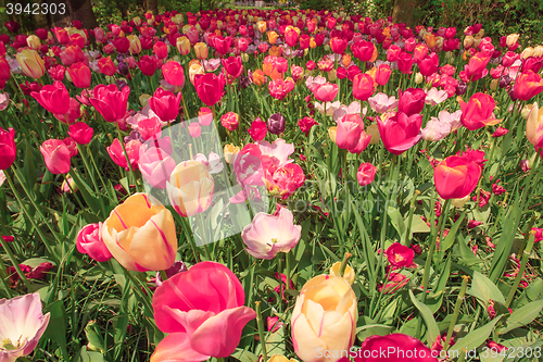 Image of Tulip field in Keukenhof Gardens, Lisse, Netherlands