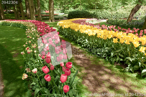 Image of Tulip field in Keukenhof Gardens, Lisse, Netherlands