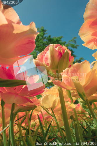 Image of Tulip field in Keukenhof Gardens, Lisse, Netherlands