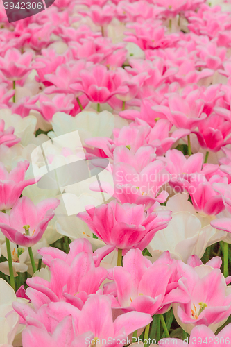 Image of Tulip field in Keukenhof Gardens, Lisse, Netherlands