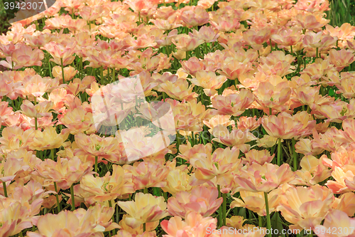 Image of Tulip field in Keukenhof Gardens, Lisse, Netherlands