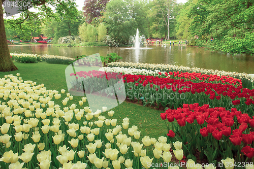 Image of Tulip field in Keukenhof Gardens, Lisse, Netherlands