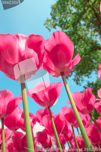 Image of Tulip field in Keukenhof Gardens, Lisse, Netherlands