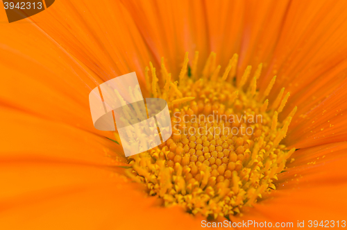 Image of Beautiful flower in a meadow