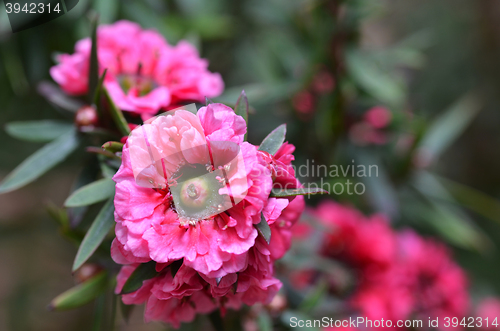 Image of Manuka myrtle\'s white-pink flower blooming